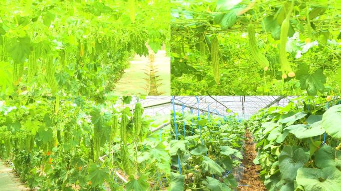 蔬菜瓜果蔬菜大棚温室大棚种植
