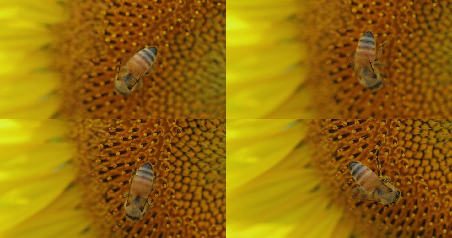 4K蜜蜂在向日葵花朵上采蜜14