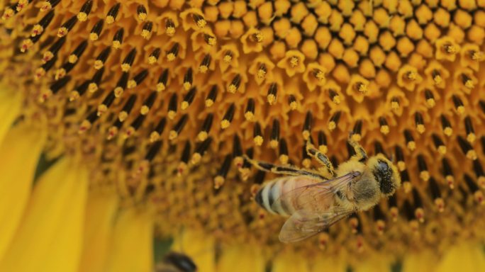 4K蜜蜂在向日葵花朵上采蜜11