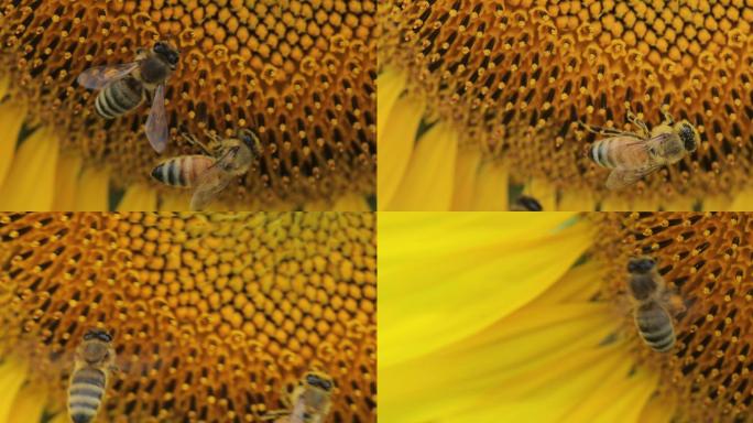 4K蜜蜂在向日葵花朵上采蜜11