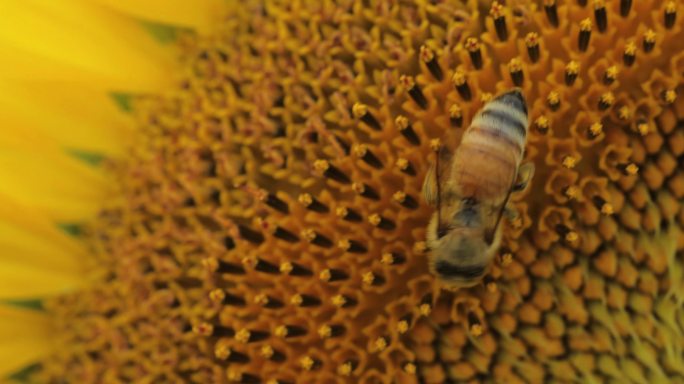 4K蜜蜂在向日葵花朵上采蜜10