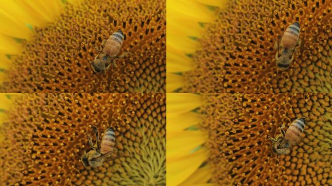 4K蜜蜂在向日葵花朵上采蜜10