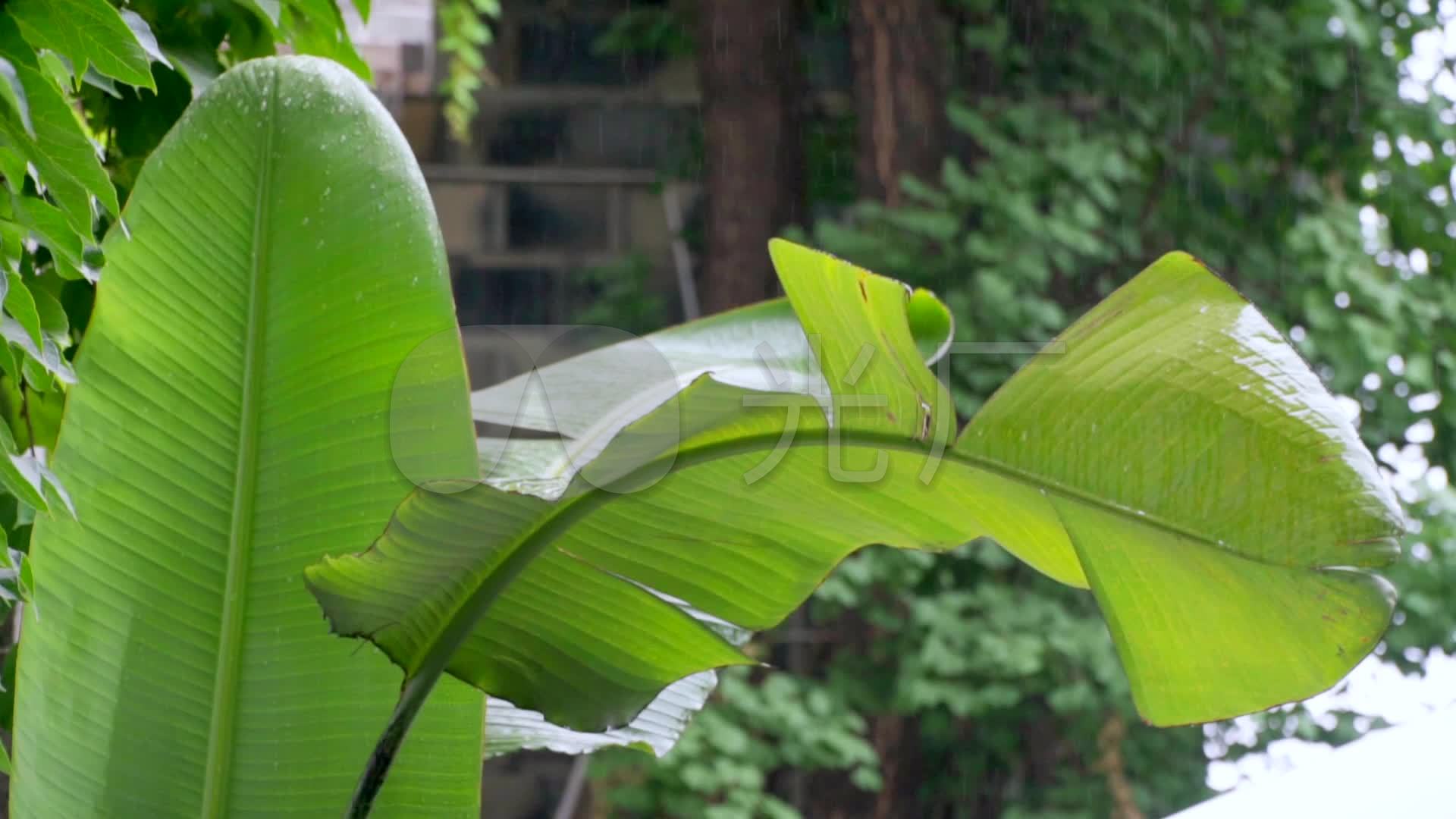 水果 香蕉 芭蕉 西贡蕉摄影图__自然风景_自然景观_摄影图库_昵图网nipic.com