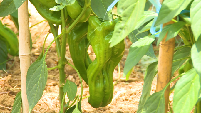 蔬菜大棚柿子椒甜椒种植辣椒