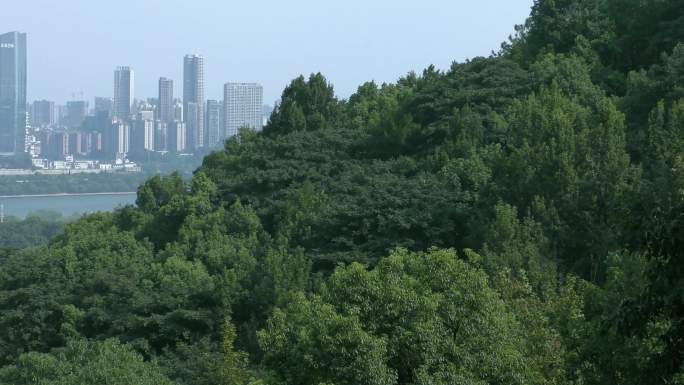 4K自然生态环境音城市和森林