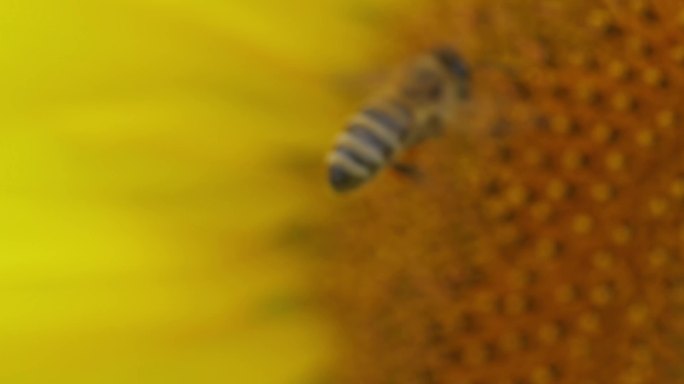 4K蜜蜂在向日葵花朵上采蜜12