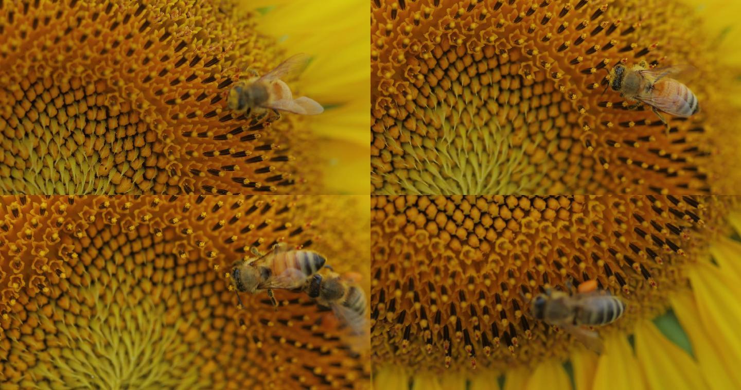 4K蜜蜂在向日葵花朵上采蜜13
