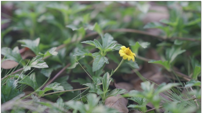 路边小野菊花HLG