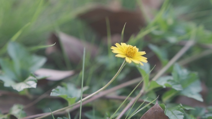 路边小野菊花HLG