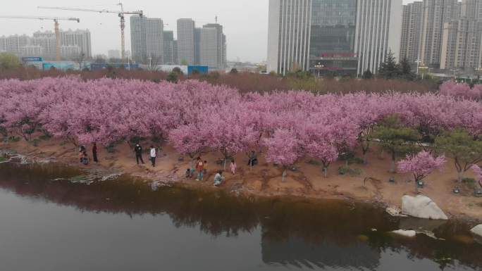 湖边的桃树挑花盛开