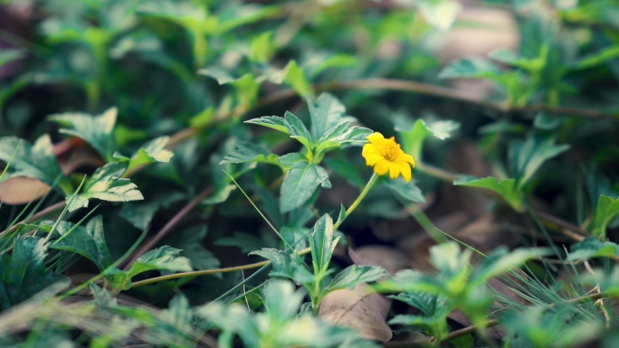 路边小野菊花