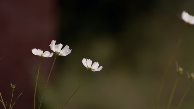 4.6K白花宽幕调色电影