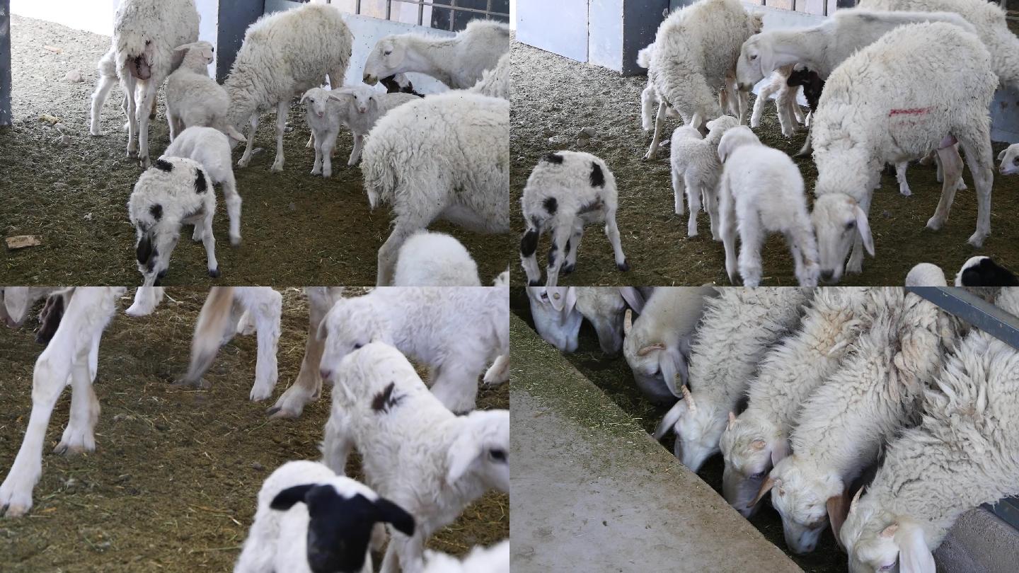 肉羊养殖场