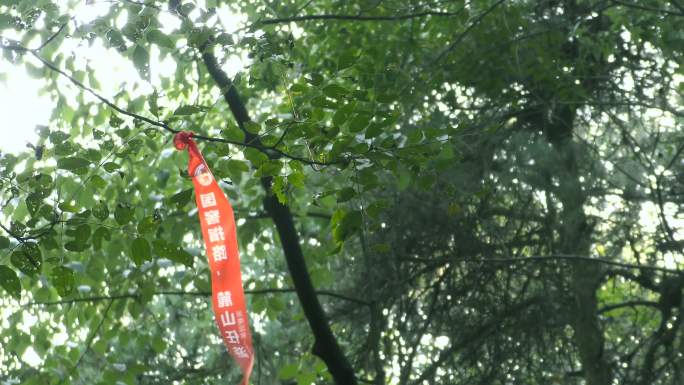 4K树枝上的红飘带实拍素材