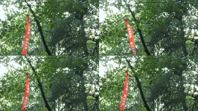 4K树枝上的红飘带实拍素材