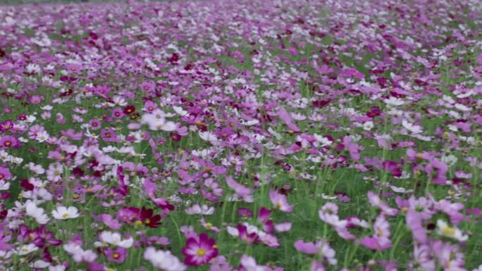 格桑花海