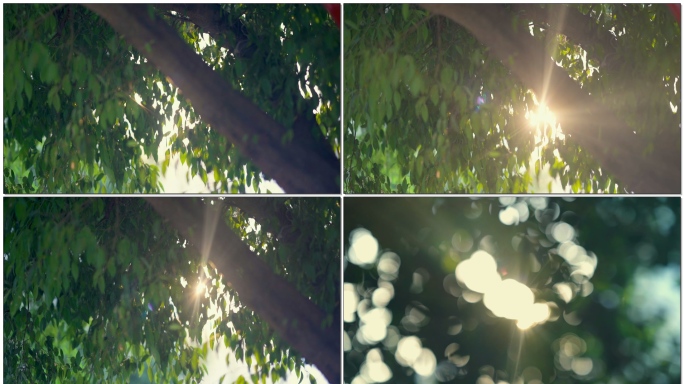 两组阳光穿过树叶透光实拍