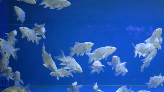 鱼-红鹦鹉-蝴蝶鲤