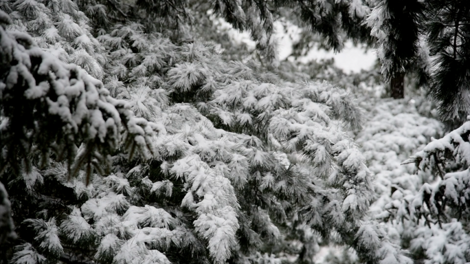 漫天飞雪大雪封山