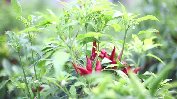 小辣椒种植大光圈拍摄特写视频素材