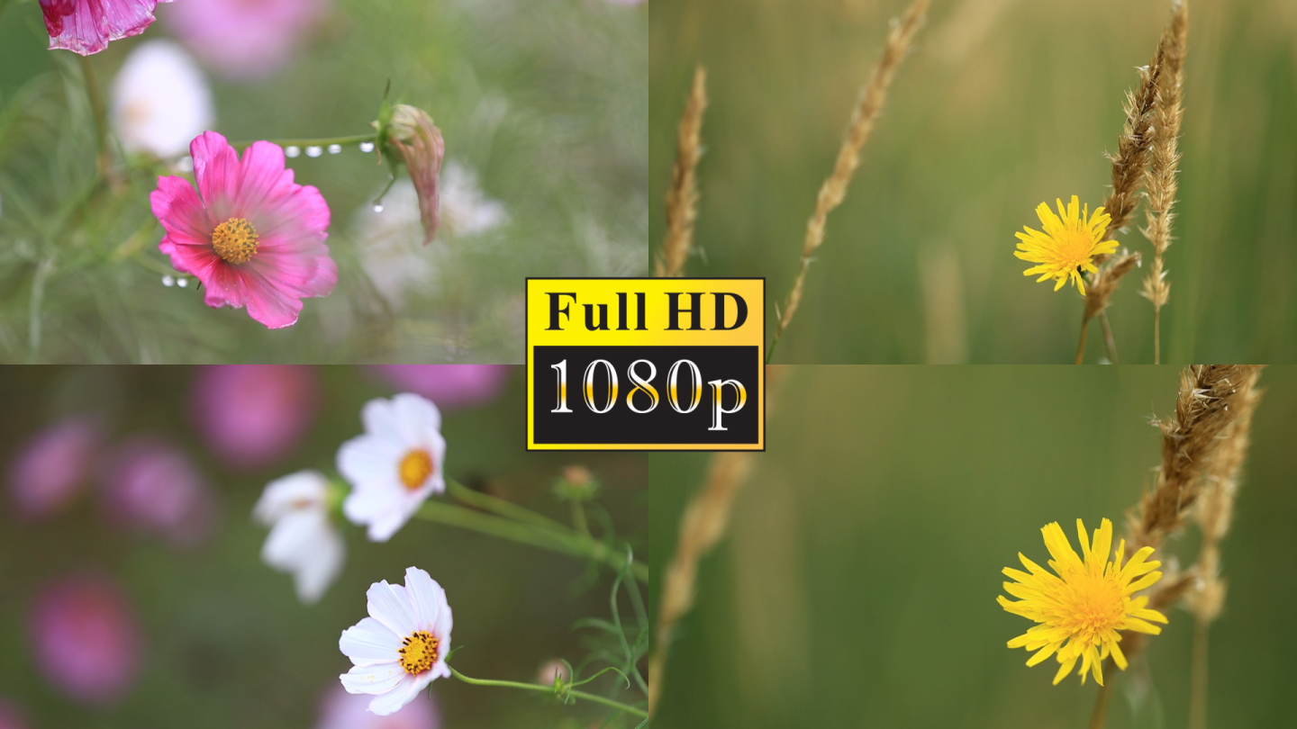 几种花的唯美特写【1080P】