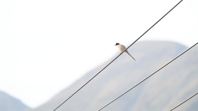 电线杆上的一对鸟儿【1080P】