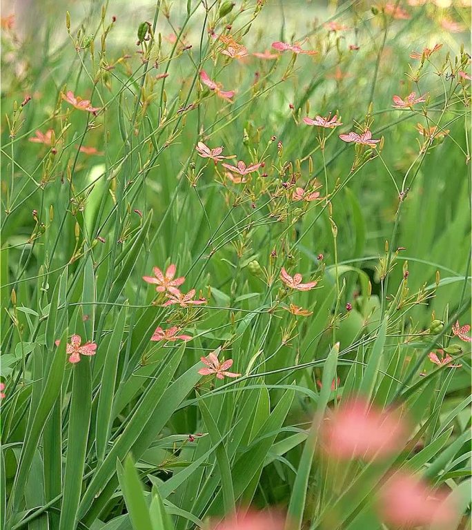 射干 植物 花蝶 花蜜蜂