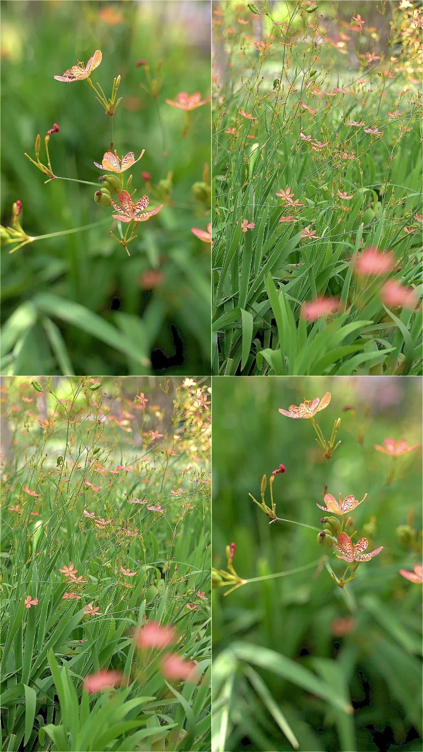 射干 植物 花蝶 花蜜蜂