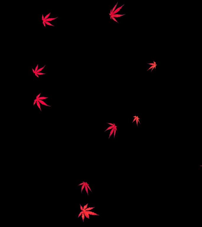 竖版红色枫叶飘落透明通道视频
