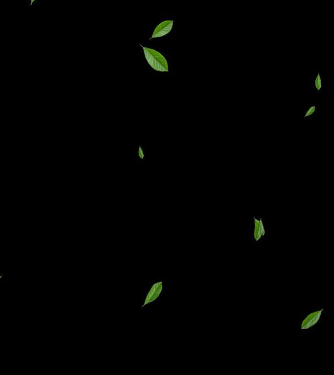 竖版绿叶飘落透明通道视频