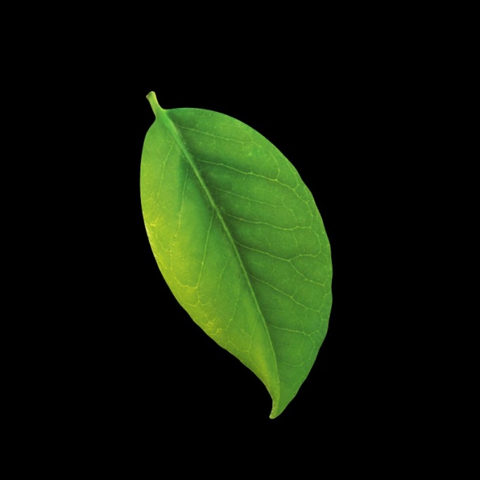 茶叶