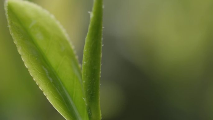 采茶炒茶泡茶茶叶宣传