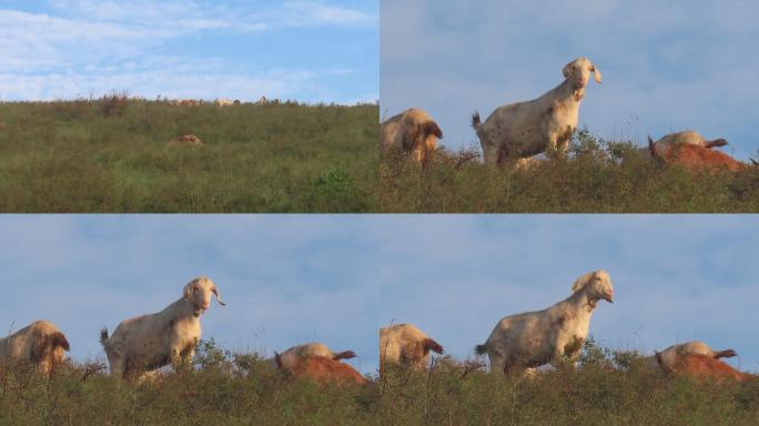 羊在山岗上吃草