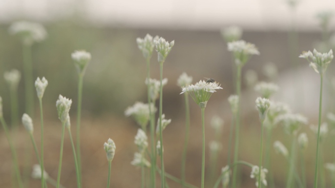 种菜韭菜种植韭花HLG