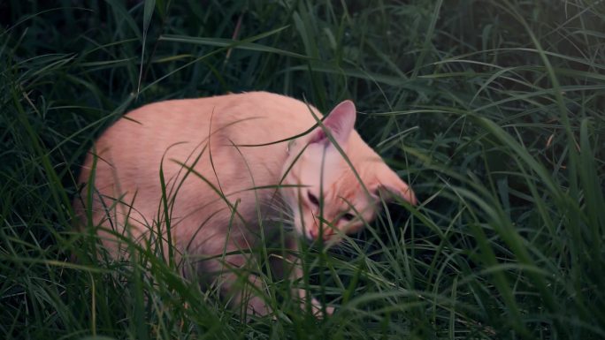 野外草丛丛林小猫流浪猫躲藏觅食