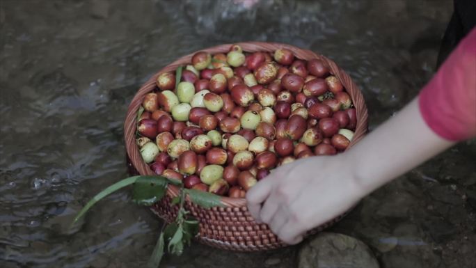 脆枣冬枣枣树摘枣子