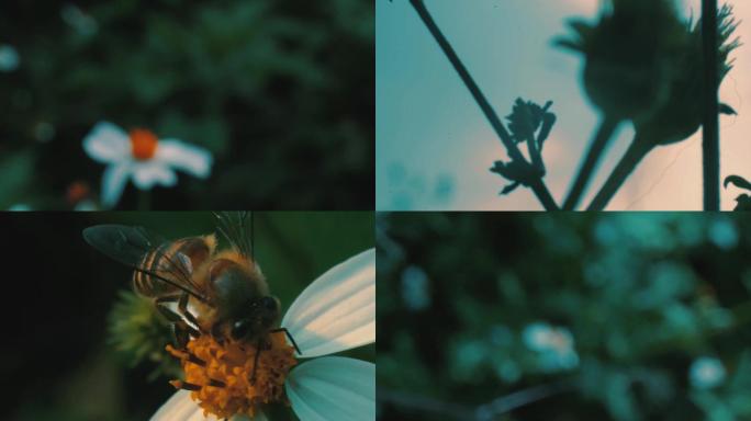 蜜蜂与菊