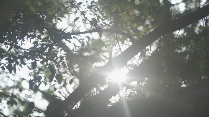 唯美阳光洒在大榕树上HLG