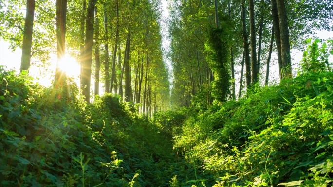 森林清晨树林光线变化丨6K丨原创延时摄影