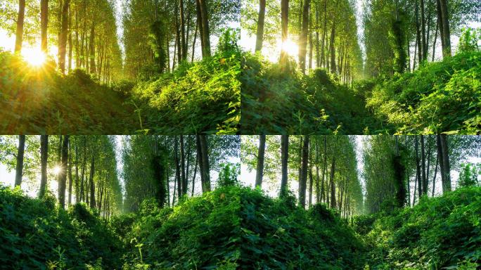 森林清晨树林光线变化丨6K丨原创延时摄影