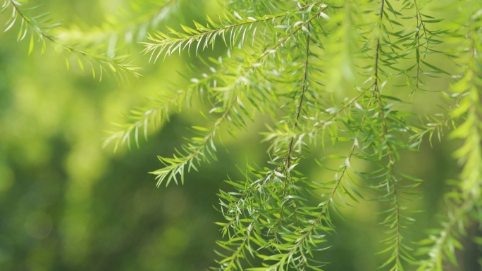 黄金串钱柳唯美绿色植物空镜