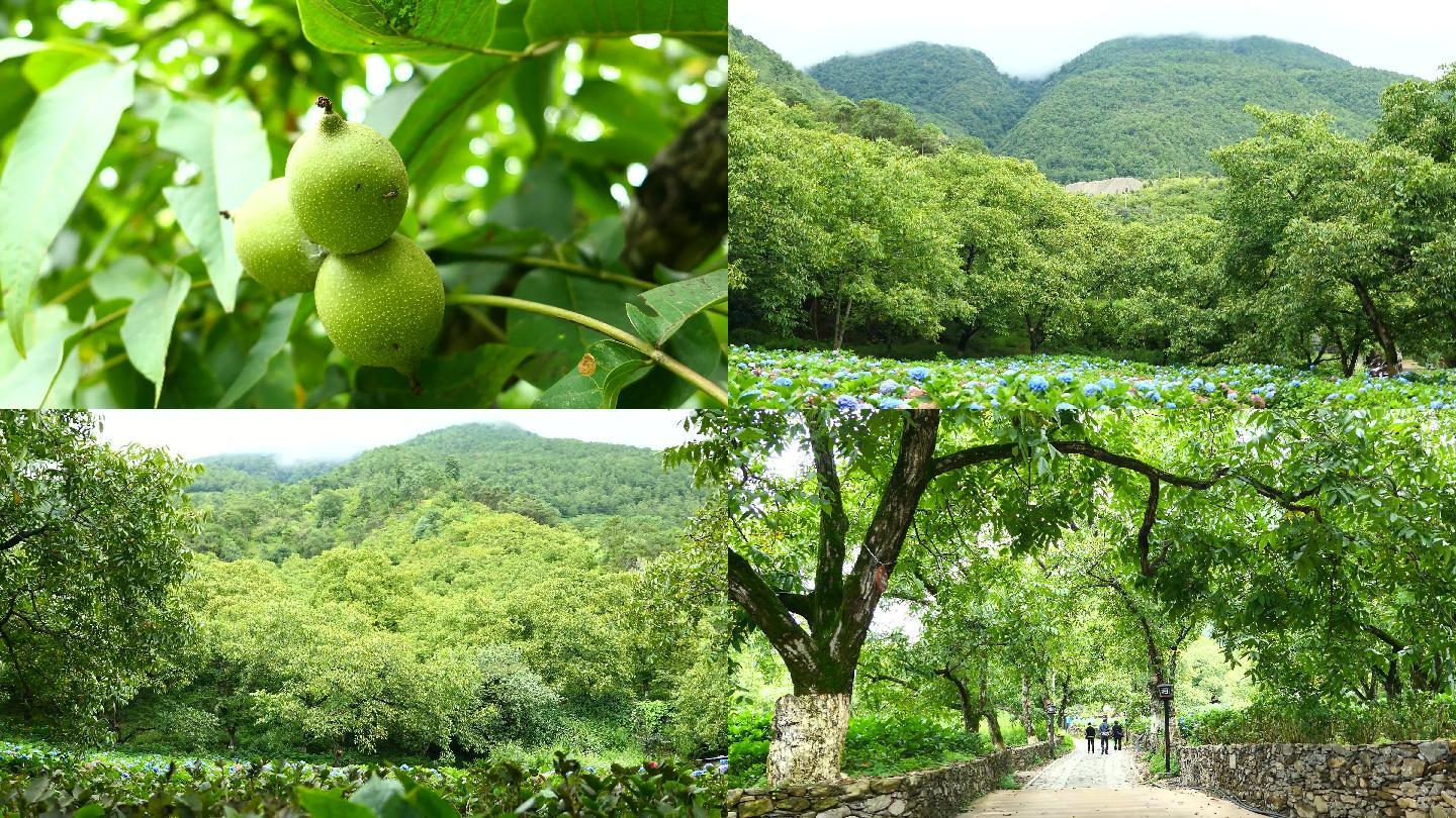 核桃林里的村庄