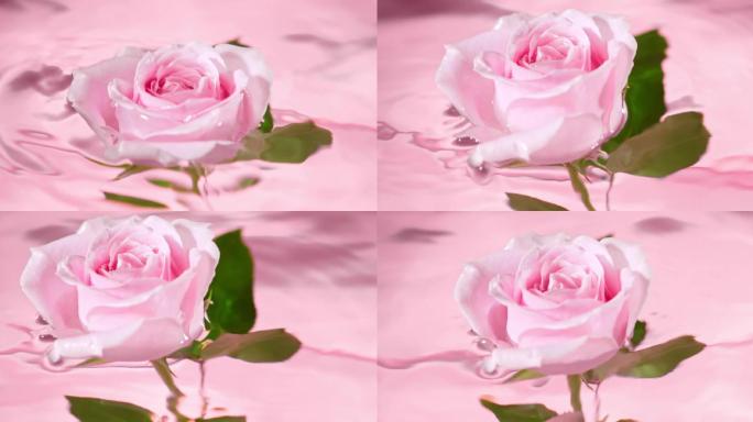 粉色玫瑰花出水