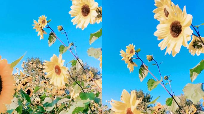 【竖版】蓝天下的向日葵