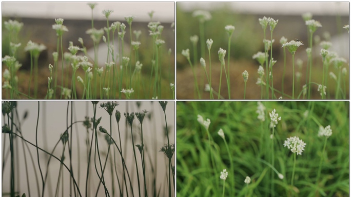 种菜韭菜种植韭花