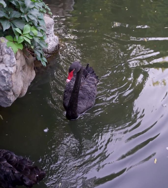黑天鹅在湖中游动