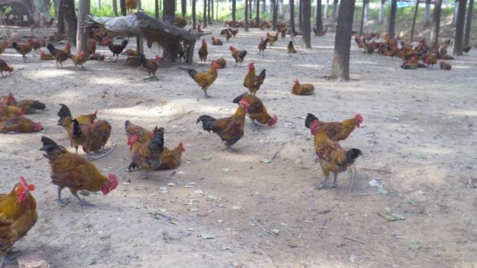 4k养鸡场养殖场散养土鸡走地鸡