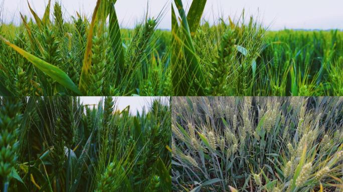 航拍五小麦麦田风景