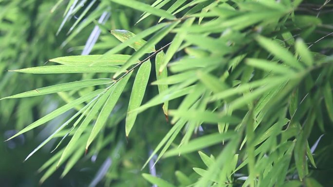 夏日蝉鸣竹林空镜版权可商用