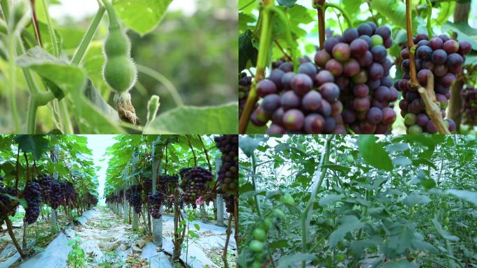 农产品葡萄番茄水果小葫芦水果丰收硕果累累